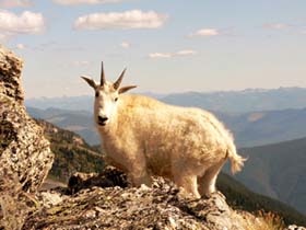 Mountain_Goat